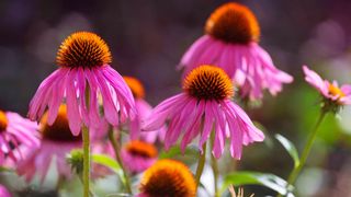 Coneflowers