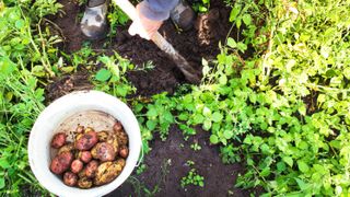 Bir kürekle patates toplayan ve onları bir kovada toplayan biri