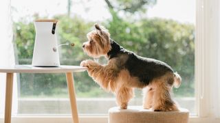 bir köpeğe ödül atan bir furbo köpek kamerası