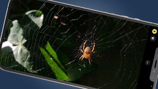 Bir örümceğin yakın çekim fotoğrafını gösteren bir iPhone ekranı