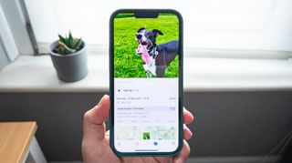 Ekranda bir köpek resmiyle birlikte tutulan bir iPhone görüntüsü