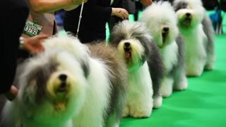 Bir dizi Eski İngiliz Çoban Köpeği, Crufts köpek şovunun 3. gününde değerlendiriliyor