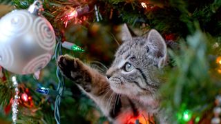 Noel ağacında bir önemsiz şey için uzanan gri bir kedi yavrusu