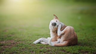 Çimlerin üzerinde oturmuş kendini kaşıyan bir köpek, pirelerden nasıl kurtulacağına dair bir makaleyi temsil ediyor.