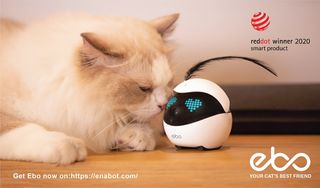 Robot oyuncağı olan kedi