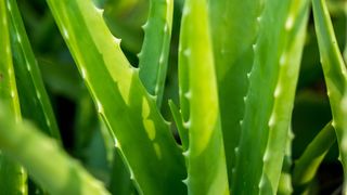 Aloe Vera yapraklarının yakından görünümü